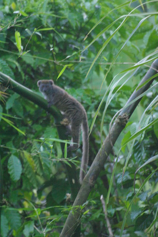 Image of Grey Bamboo Lemur
