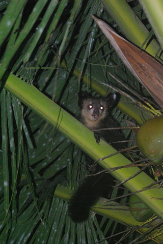 Image of Aye Aye