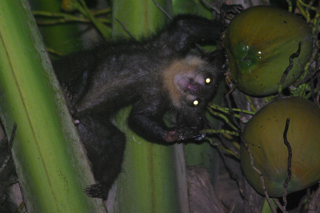 Image of Aye-Aye