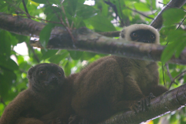 Image of male and female white fronted brown lemurs