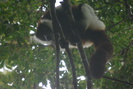Image of Black and White Ruffed Lemur