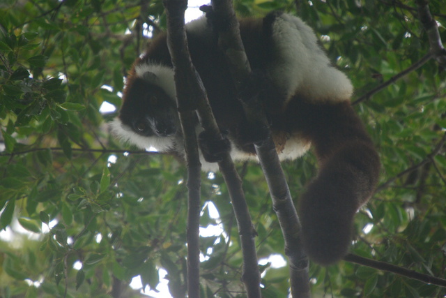 image of Black and White Ruffed Lemur