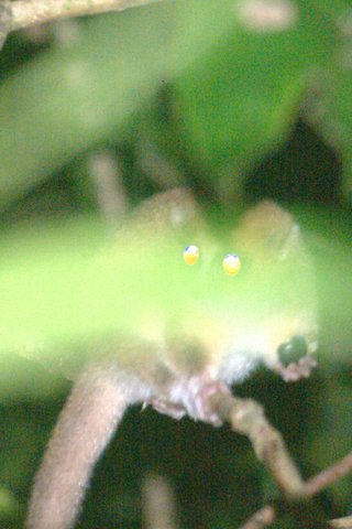 image of Brown Mouse Lemur