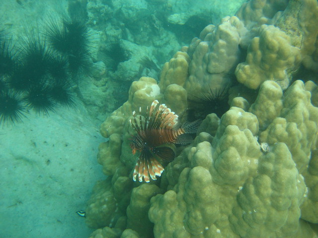 Image of Scrorpion Fish