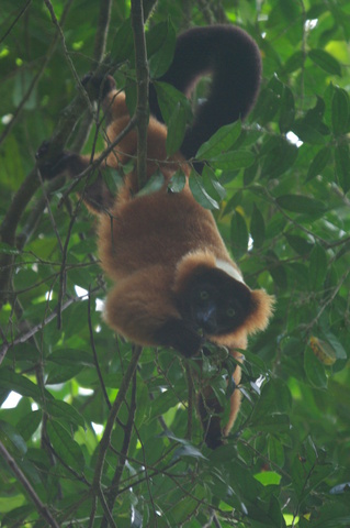 Red Ruffed Lemur