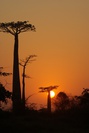 Sunrise at the Baobobs