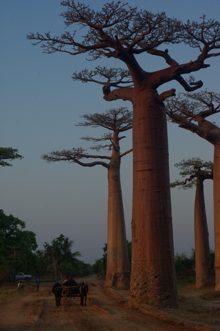 Image of zebu cart and baobobs