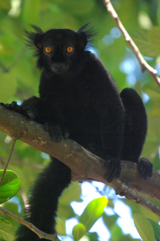 Image of black lemur
