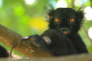 Image of male black lemur