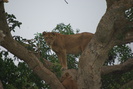 image of lioness