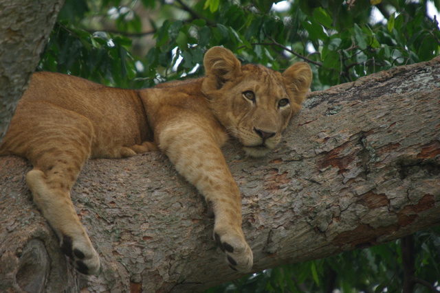 Image of Lioness