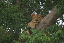Image of lioness in tree