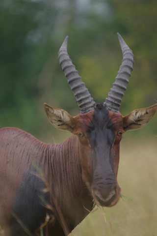 Image
      of Topi