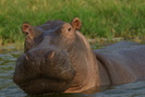 image of hippo