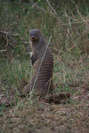 image of banded mongoose
