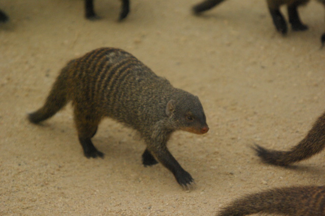 Image of Banded Mongooses