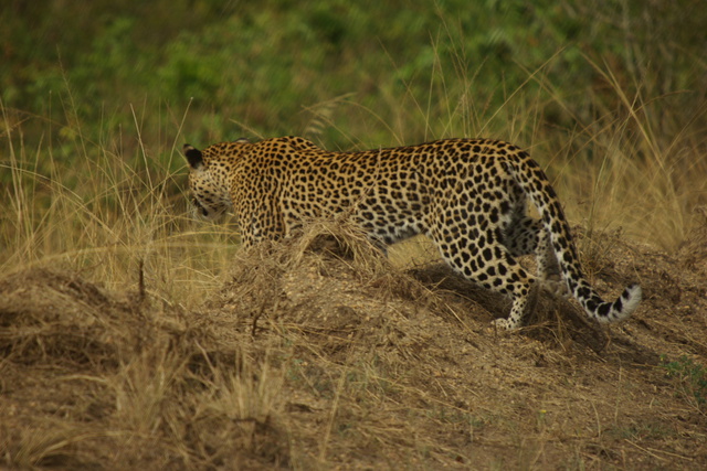 Image of Leopard