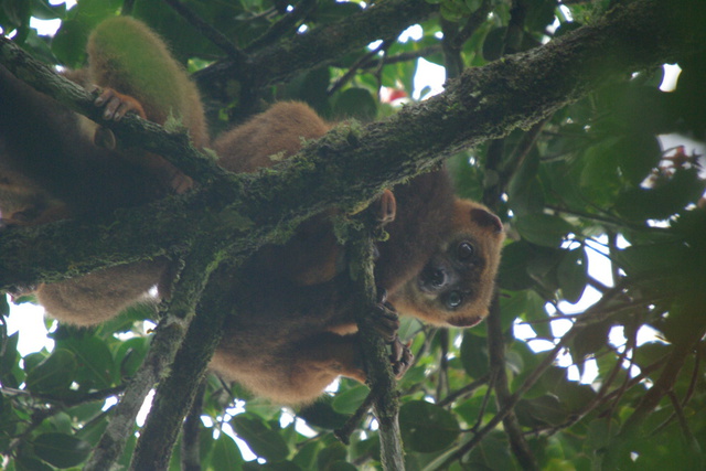 Image of Red Belled Lemur with blue eyes