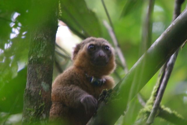 Image of Golden Bamboo Lemur