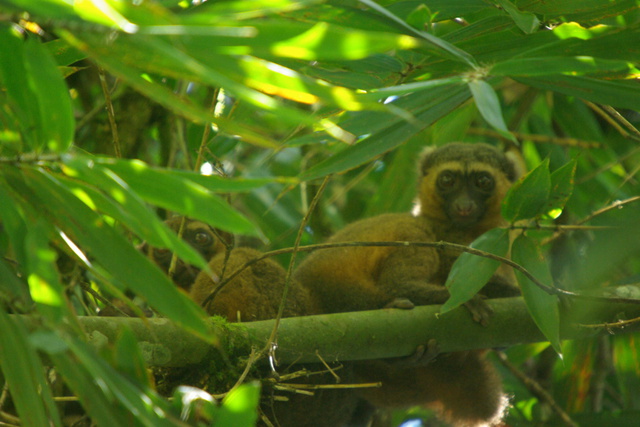 Image of Golden Bamboo Lemurs