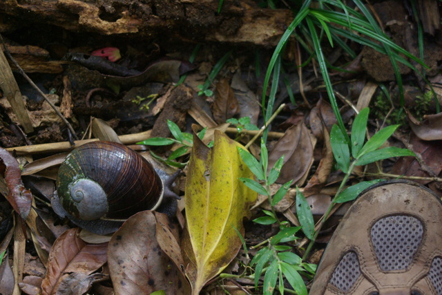 Giant Snail with size 13 hiking boot