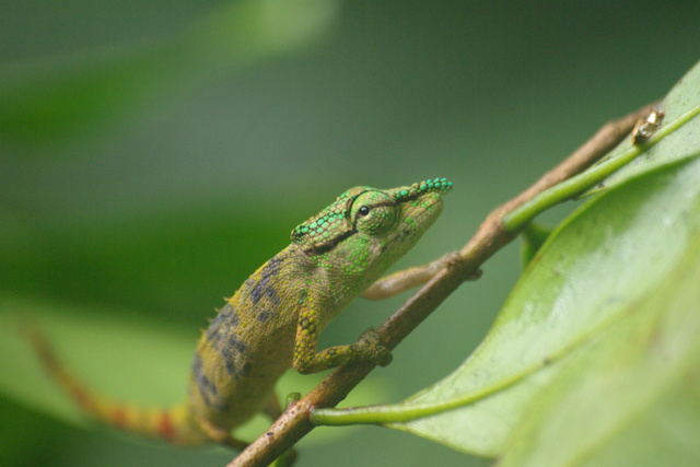 Image of male Hog Nosed Gecko