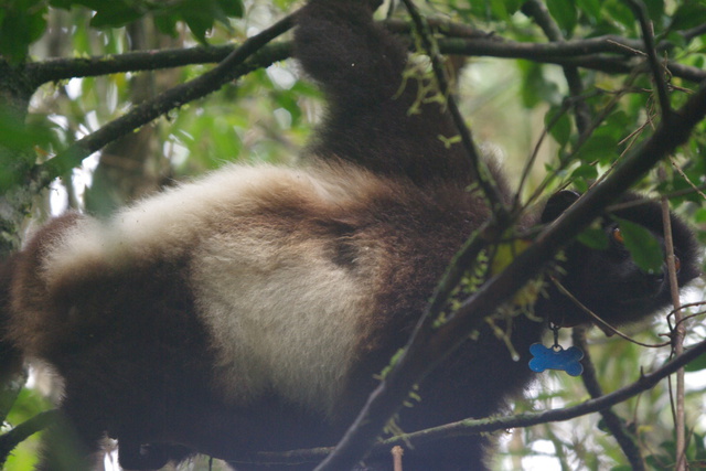 Image of Milne-Edwards Sifaka