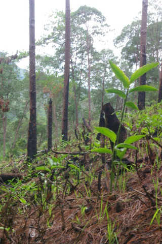 Image of scorched hill side