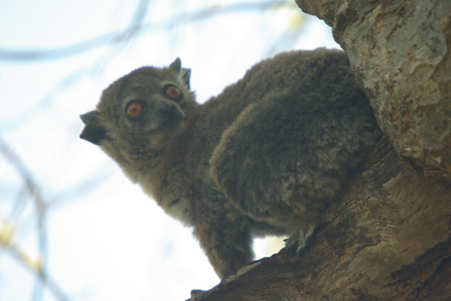 Image of White Footed Sportive
      Lemur