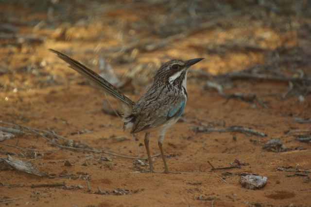 Image of Long Tailed Ground Roller