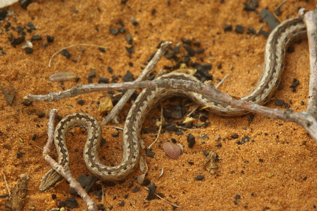 Image of unidentified snake
      Lemur