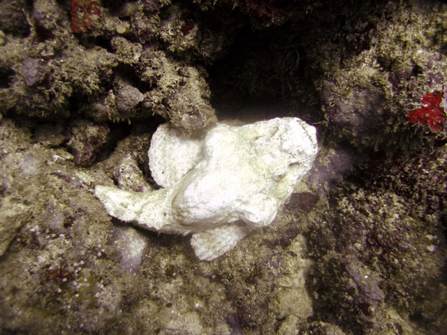 Image of White Stone Fish