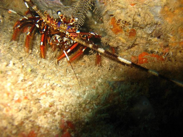 Image of Lobster