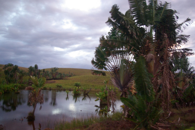 Image of trees in the river