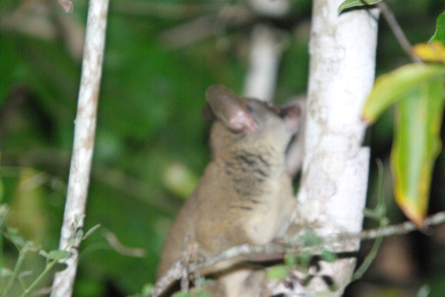 Image of Bush Baby