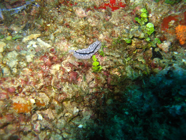 Image of Nudibranch