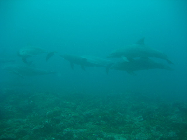 Image of Dolphins