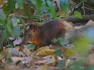 Image of Elephant Shrew