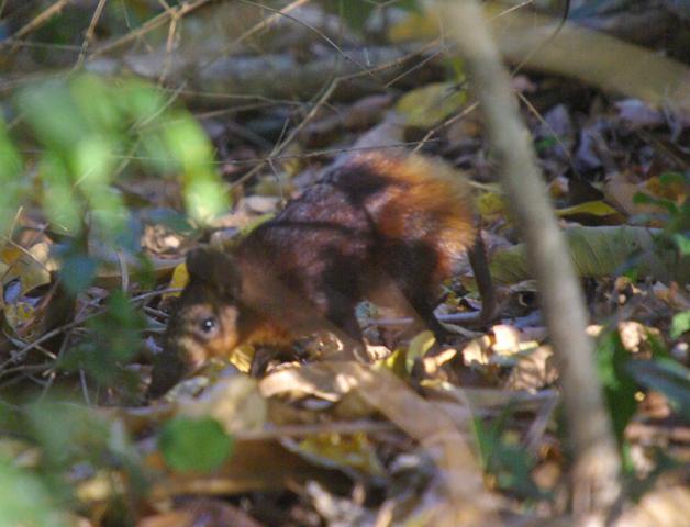 image of elephant shrew