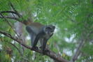 image of Sykes Monkey